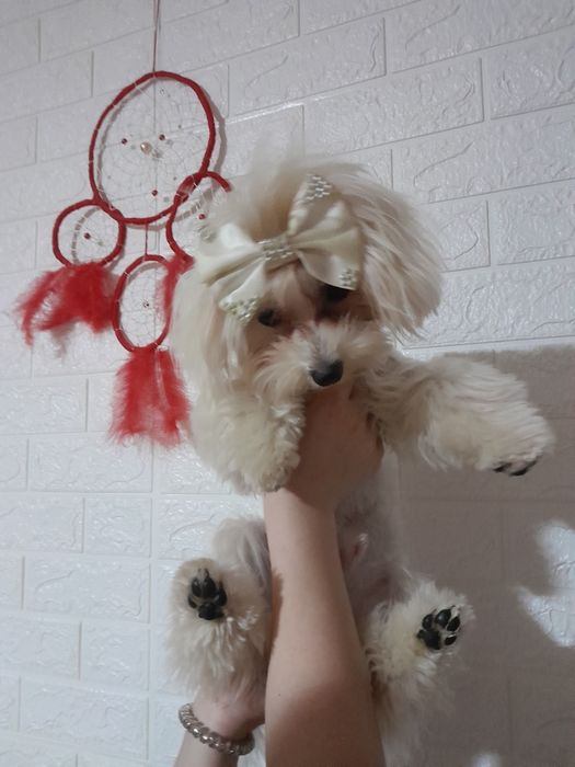 Вязка хлопчика мальтезе