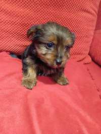 Yorkshire terrier Black and tan piesek