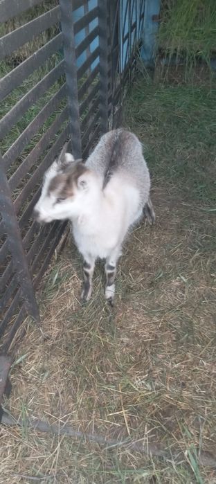Продам козочку вік  9 місяців