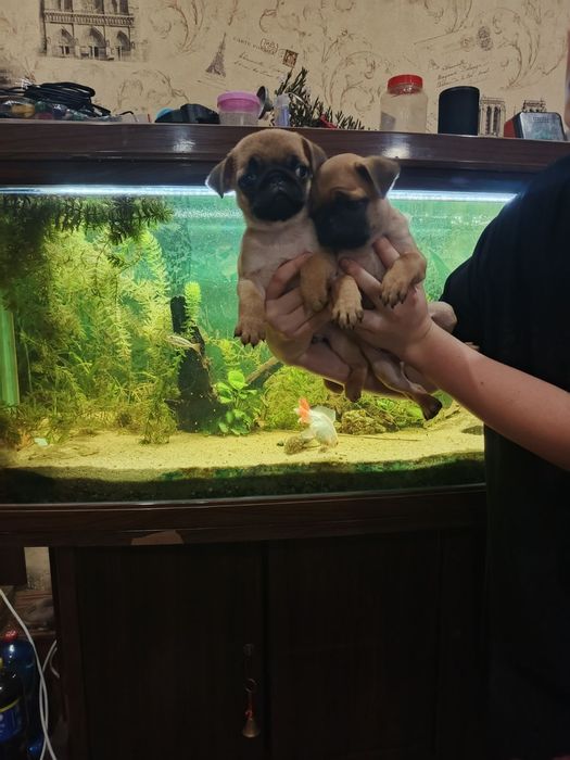 Мопсодітки.  Хлопчики абрикосики.