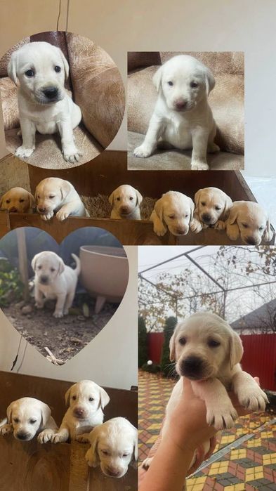 Цуценята лабрадора