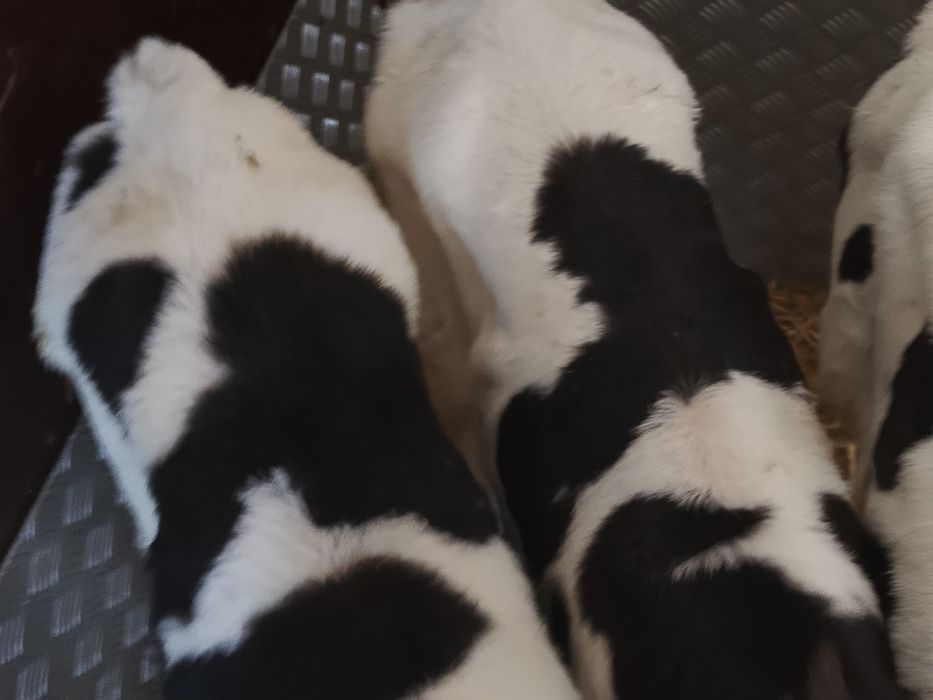 Sprzedam 6 byczków polskich