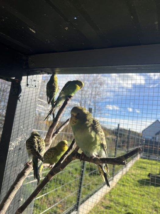 Sprzedam papugi faliste