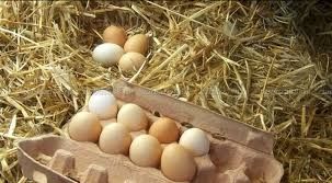 Хайсекс Вайт,хайсекс Браун,у нас большой выбор яиц,яйца инкубационные