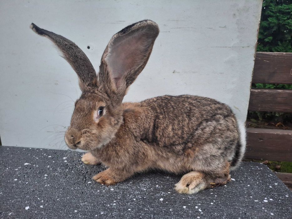 Kroliki samice Belgijskie