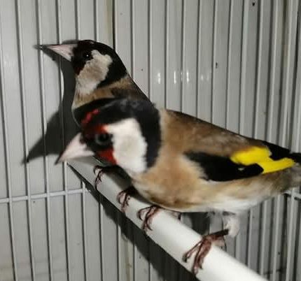 Vendo bons pássaros