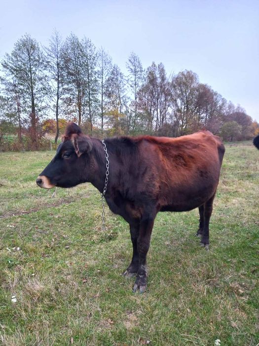 Телиця джерсі, нетель джерсей, теличка джерс