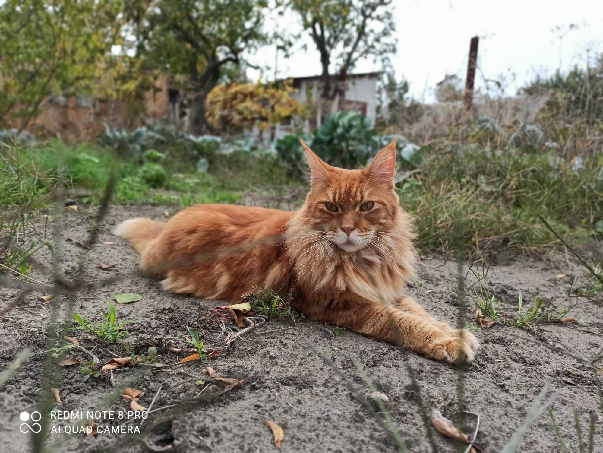 Потерялся кот Мейн кун