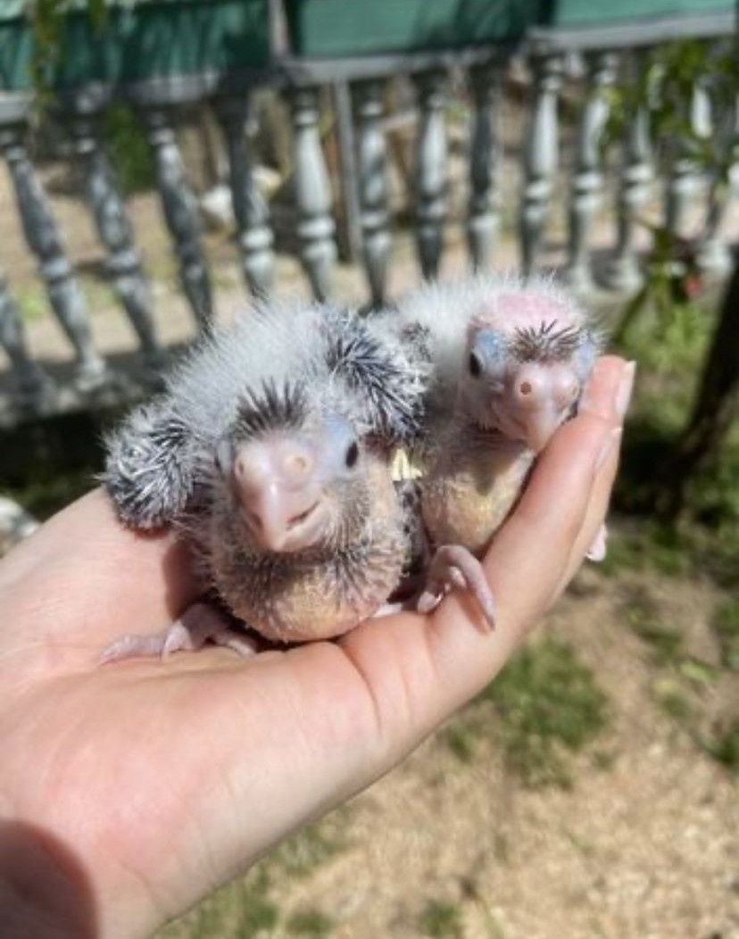 Caturras bebés anilhadas