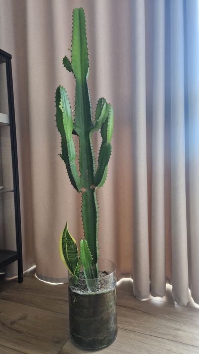 Kaktus Euphorbia ingens