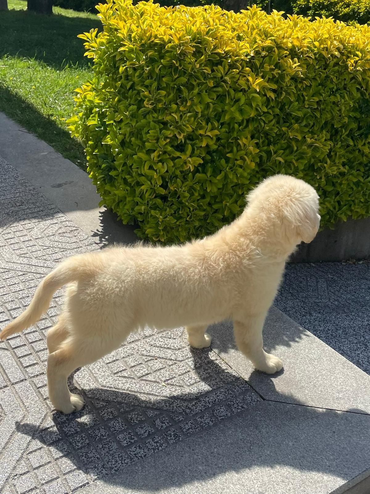 Golden Retriever com LOP descendente de Campeões