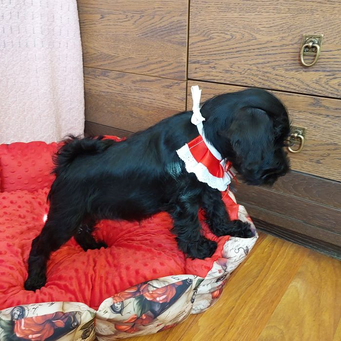 Sznaucer miniaturowy-wielkie serce wspaniały  inteligencjia