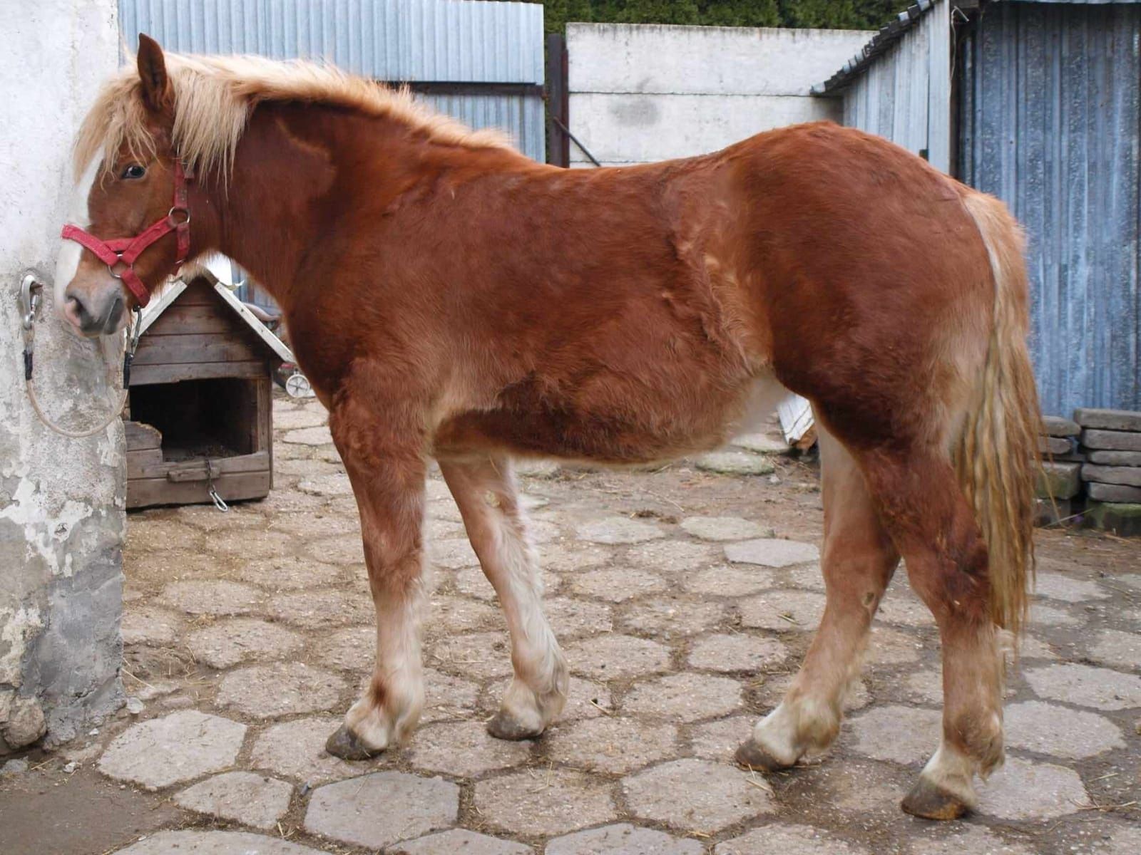 Sprzedam  klacze 7 miesięcznie.Cena podana za sztukę 6500