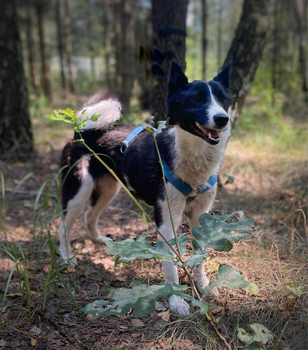 2 letnia łajka syberyjska, adopcja za darmo oddam