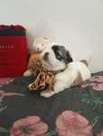 Wyjątkowy*GIZMO*Shihtzu z Brit Life*PL Rodowód Chip