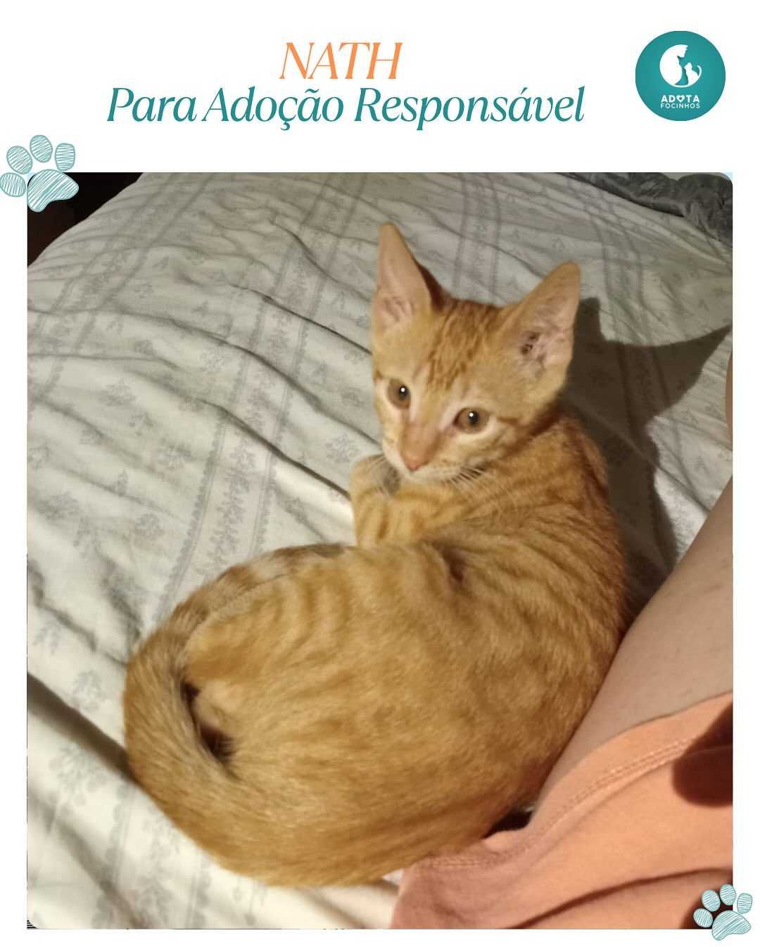 Bebé Nath - para adopção responsável