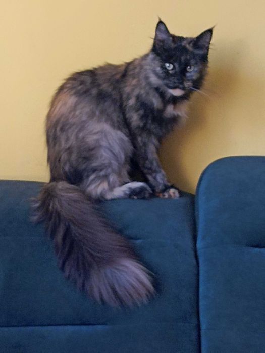 Piękne koty Maine coon