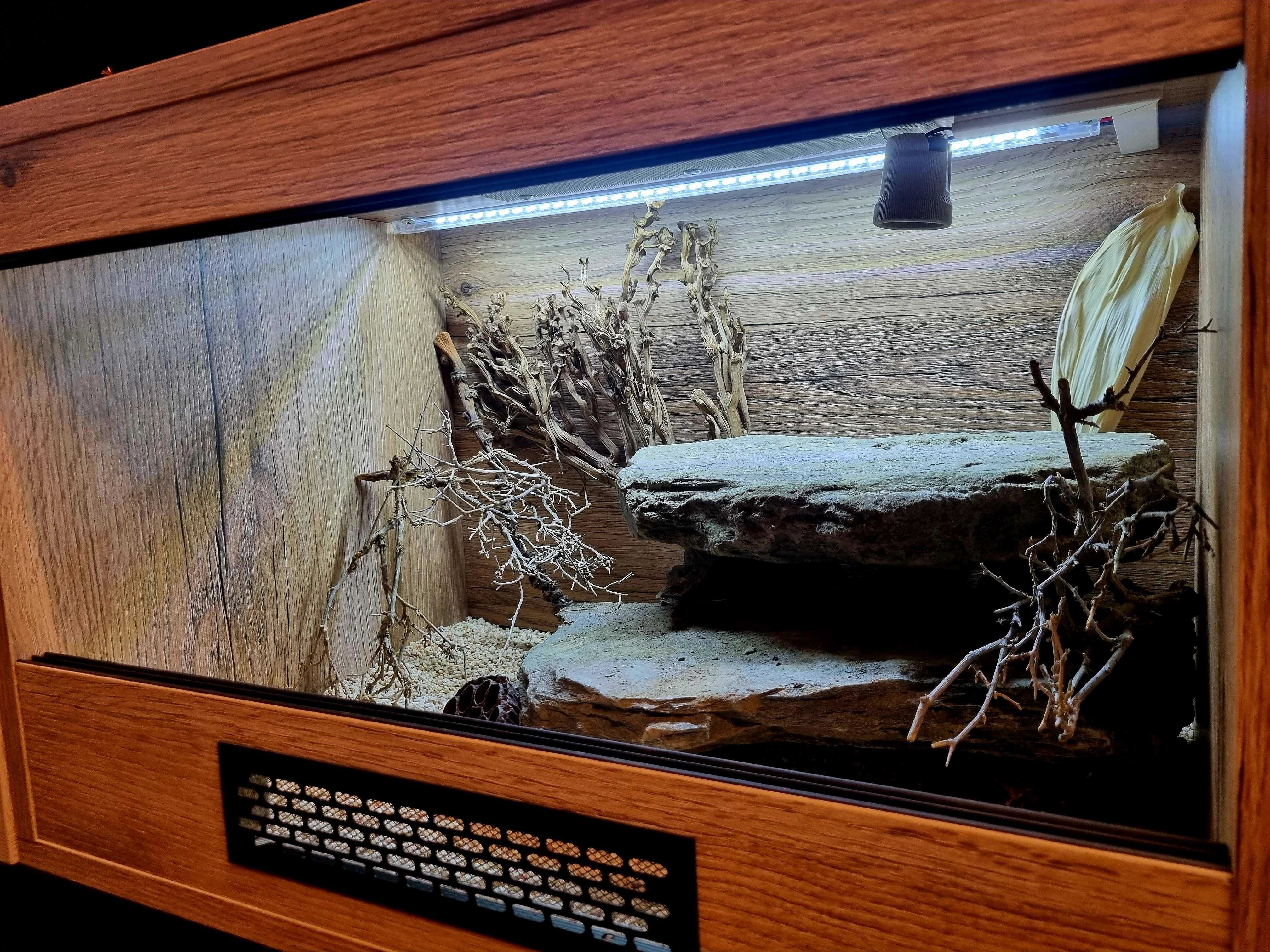 Terrarium 60x40x40 gekon lamparci jaszczurka