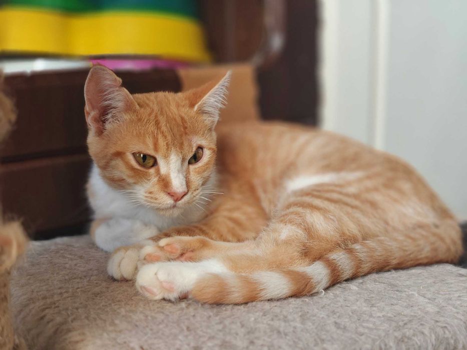 Кошеня Фенікс шукає дім