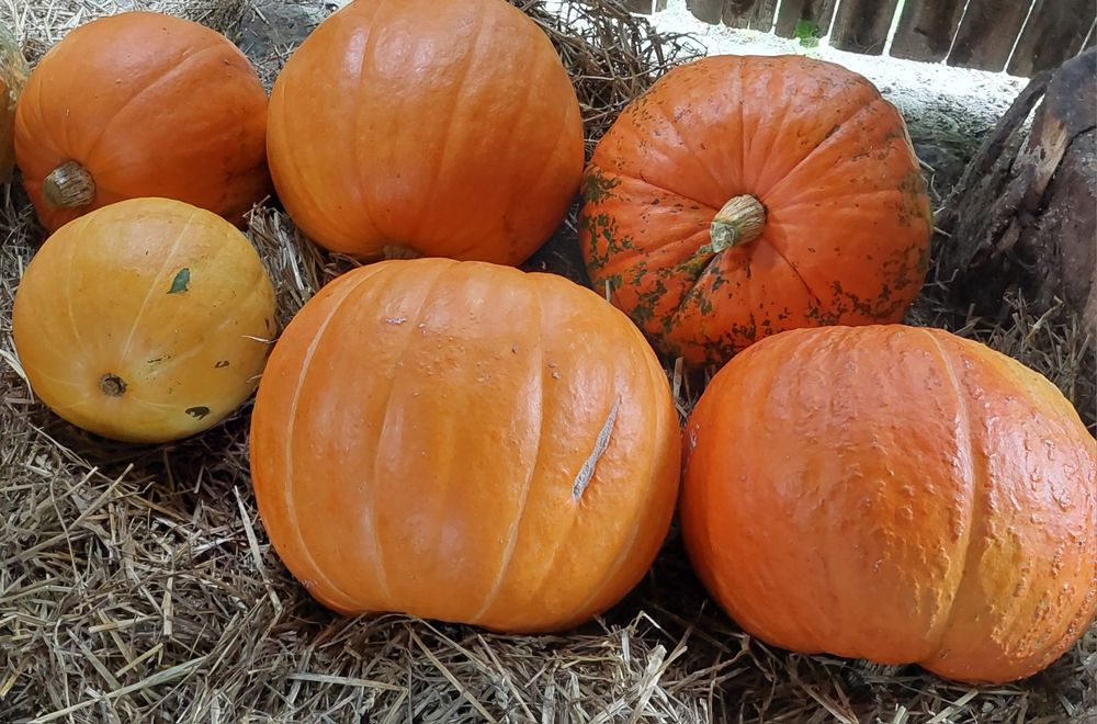 Sprzedam dynie piżmowa i olbrzymia