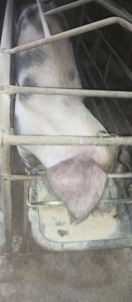 Vendo porca para matança ou para fazer criação