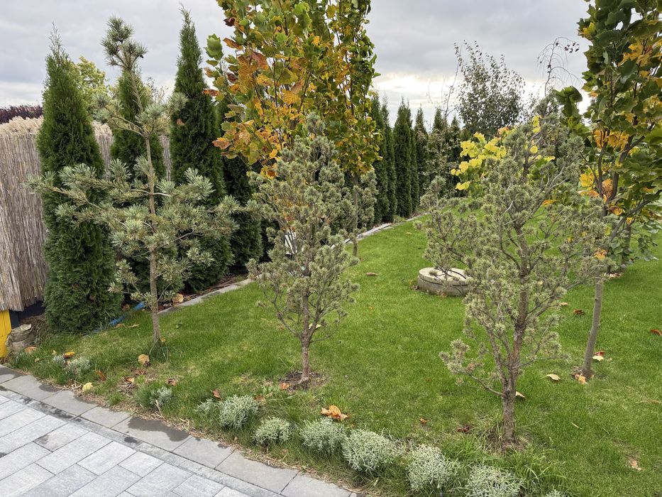 Sosna Pinus sylvestris watereri