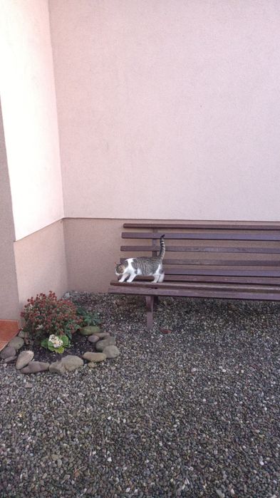 Oddam za darmo kotki