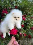 Szpic miniaturowy Pomeranian Boo Miś Zkwp Gotowa do OdbioruSuczka  FCI