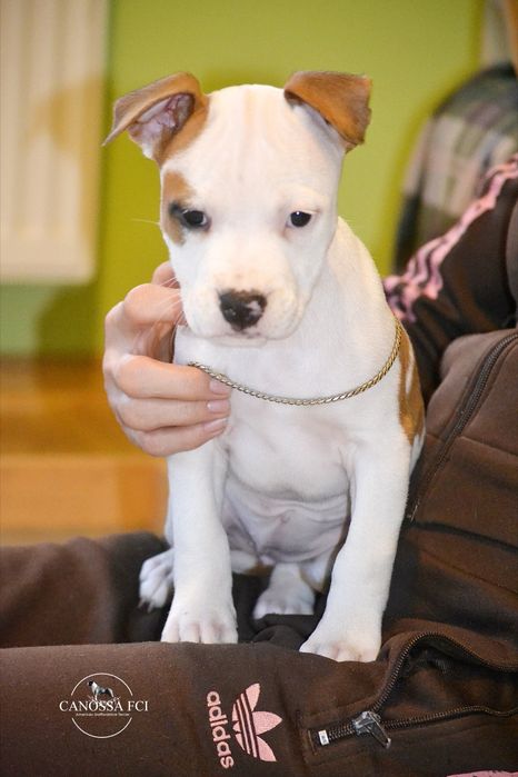 AmStaff FCI/ZKwP American Staffordshire Terrier/suczka  rodzice z
