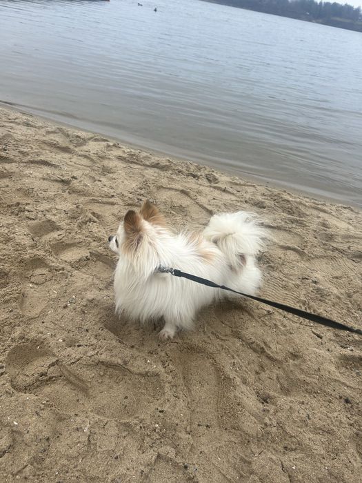 Śnieżno biała sunia po Championie gotowa do rezerwacji