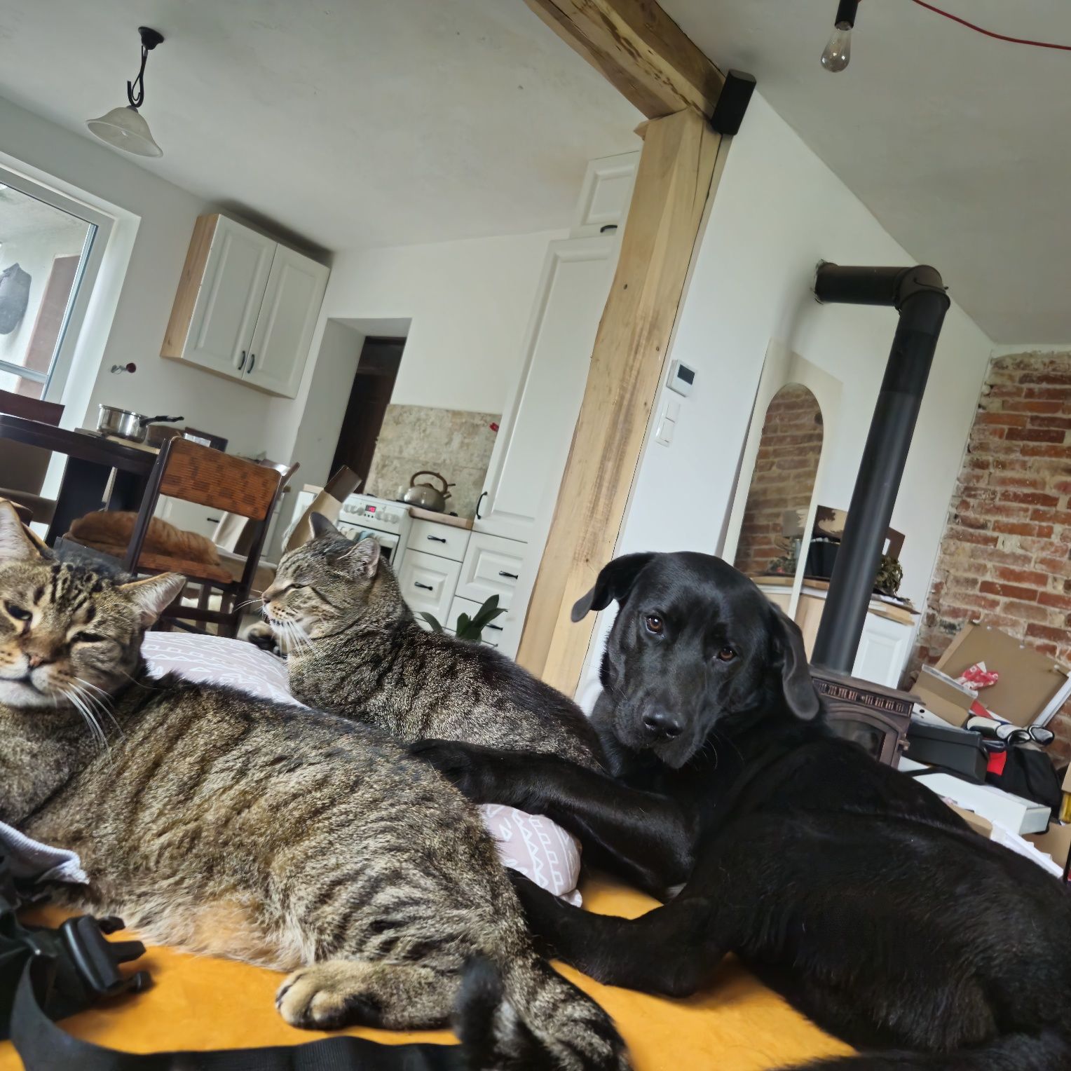 Pelvis cudowny szczeniak w typie labradora szuka domu