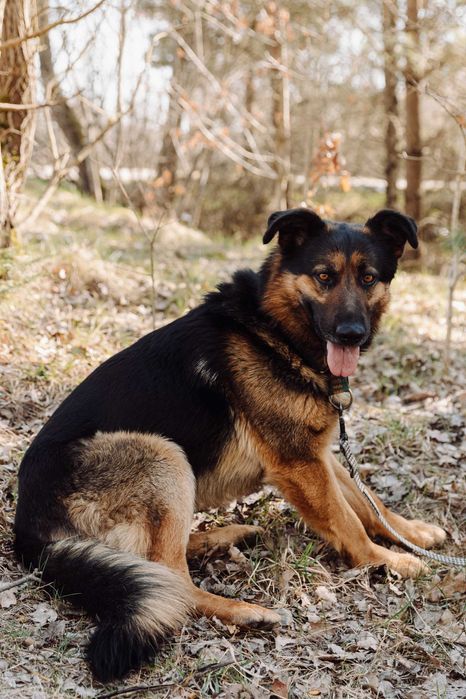 Atos piekny ,duzy ,madry pies