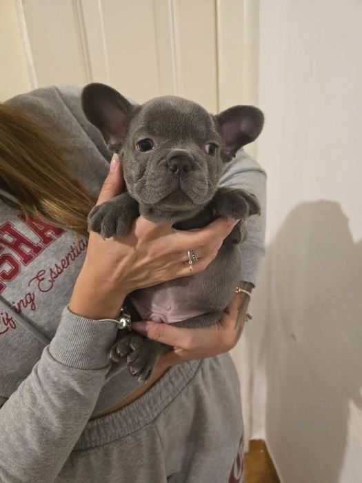 Bulldog francês Macho