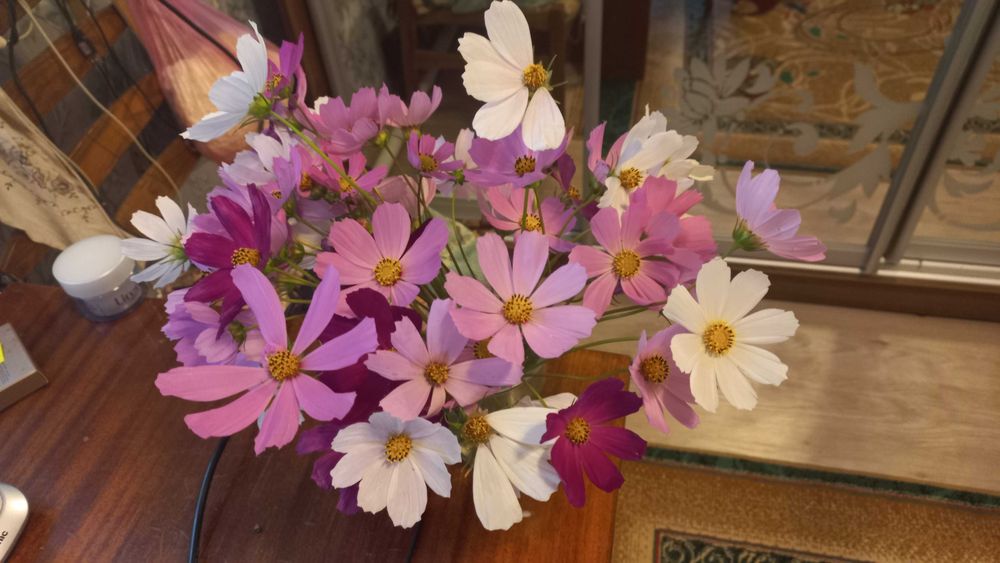 Саджанці космеї, іпомеї, ліхніс, традисканція садова та кімнатна