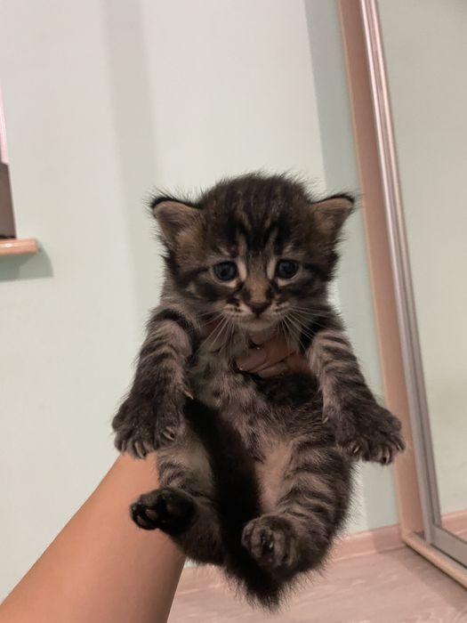 Отдаю котят ,1 месяц обе девочки