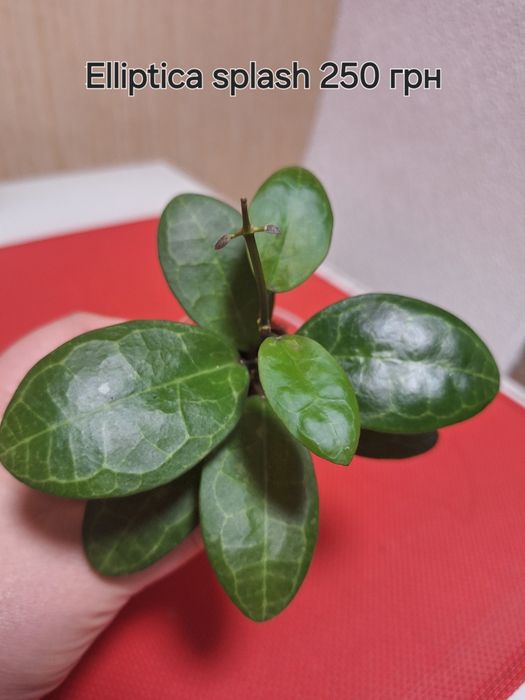 Хойя Elliptica splash