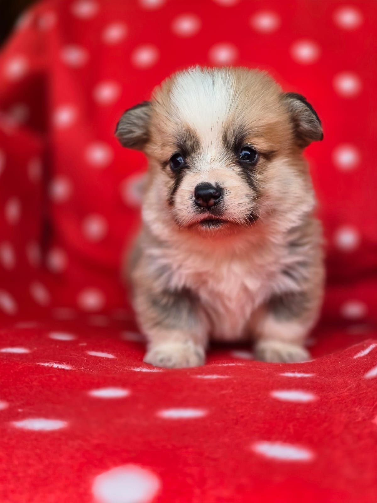 WELSH Corgi Pembroke piesek do rezerwacji szczeniak