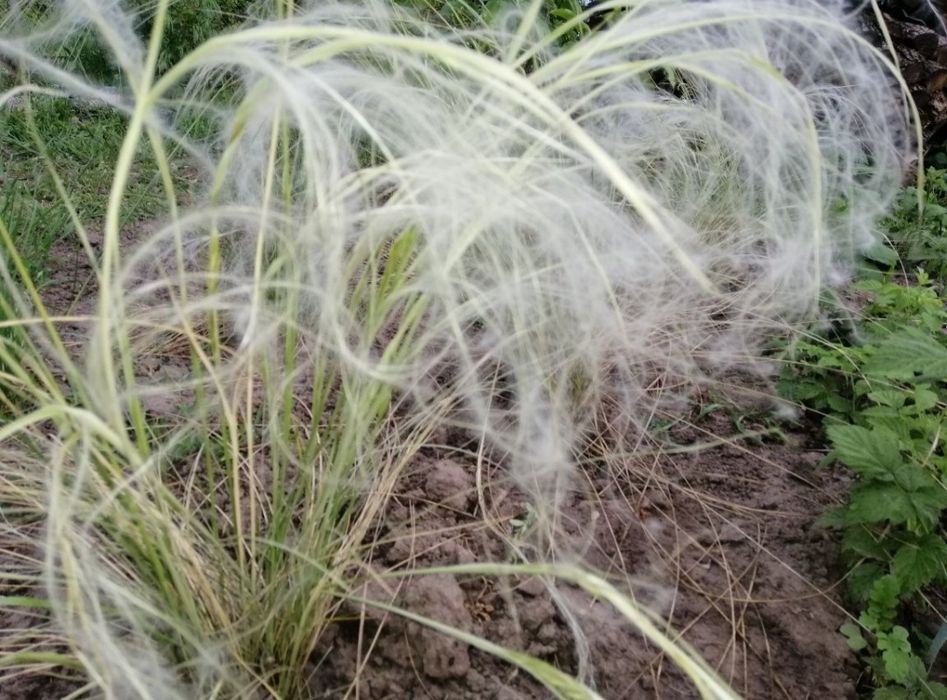 Ковиль трава. Хризантеми крупноквіткові!