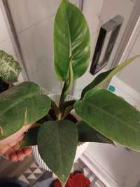 philodendron filodendron IMPERIAL GREEN
