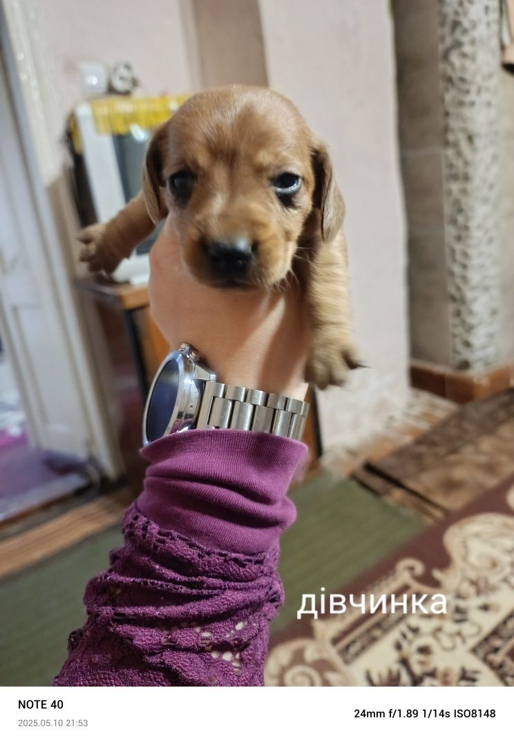 Віддам песиків в добрі руки