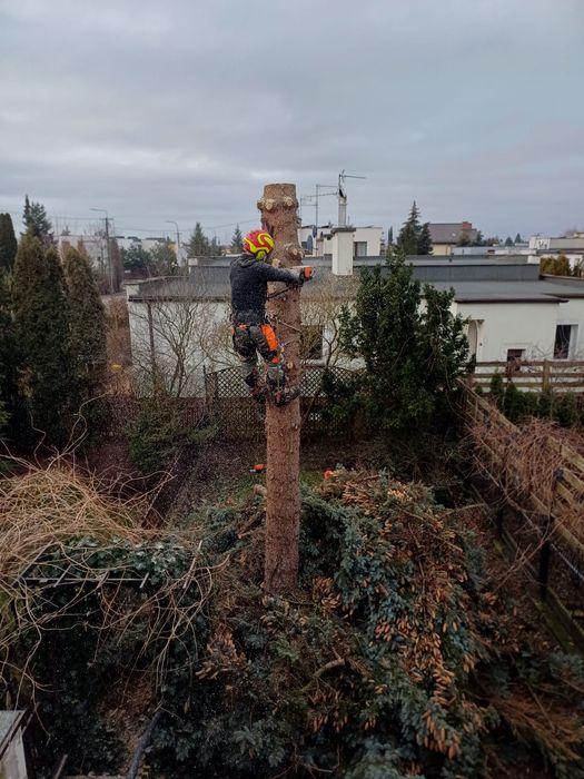 Wycinka drzew, rębakowanie, frezowanie pni.