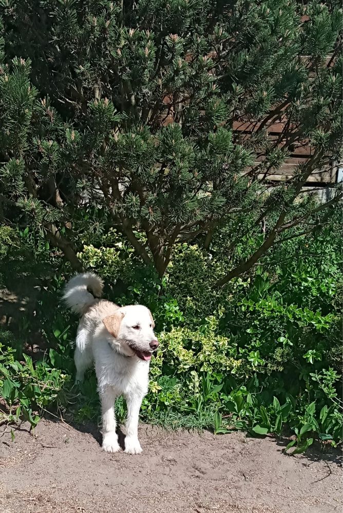 Młoda sunia Gambi szuka domku