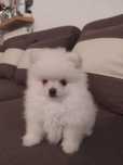 Suczka szpic miniaturowy pomeranian