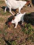 Macho boer com 3meses