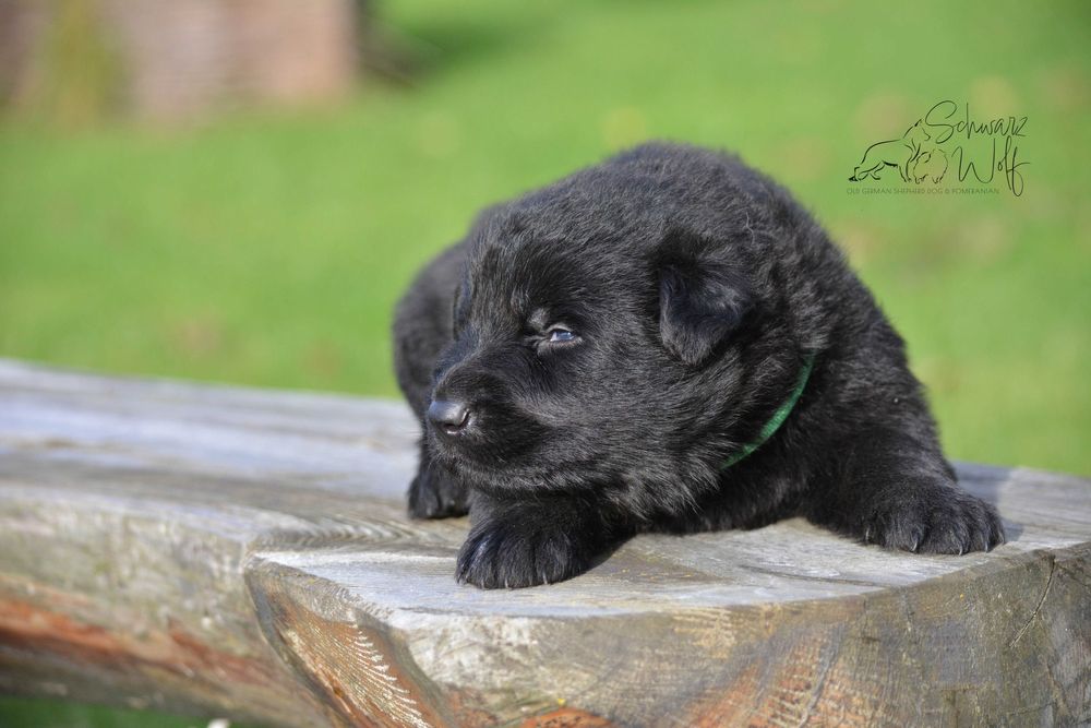 Owczarek staroniemiecki czarny chłopak Linia DDR