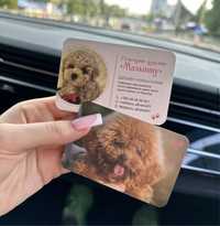 Питомник Maltipoo vip Premium