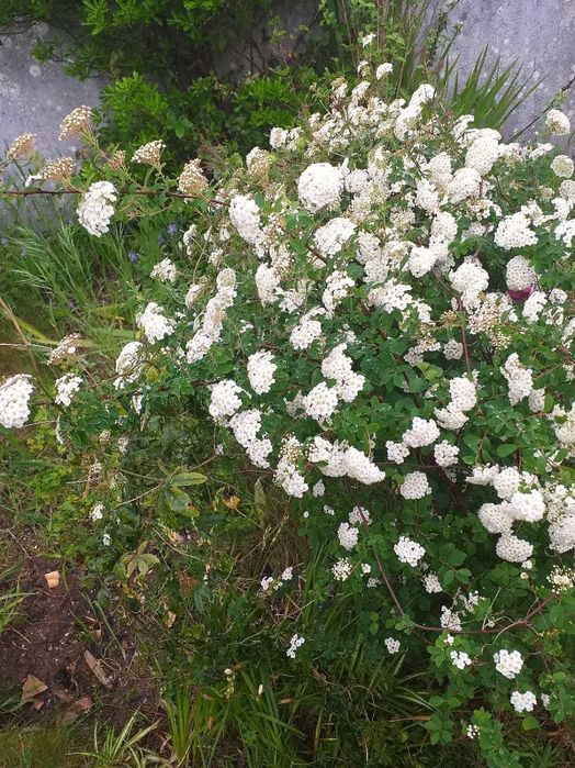 Spiraea Vanhouttei arbusto de flor branca
