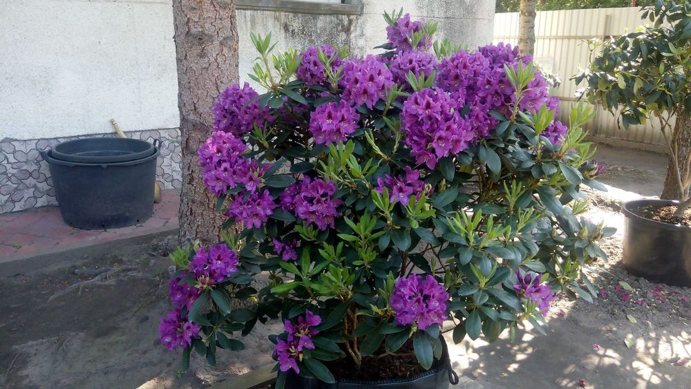 Рододендрон \Mogambo\ вис 120-140см\Крупномiр\12500гр.