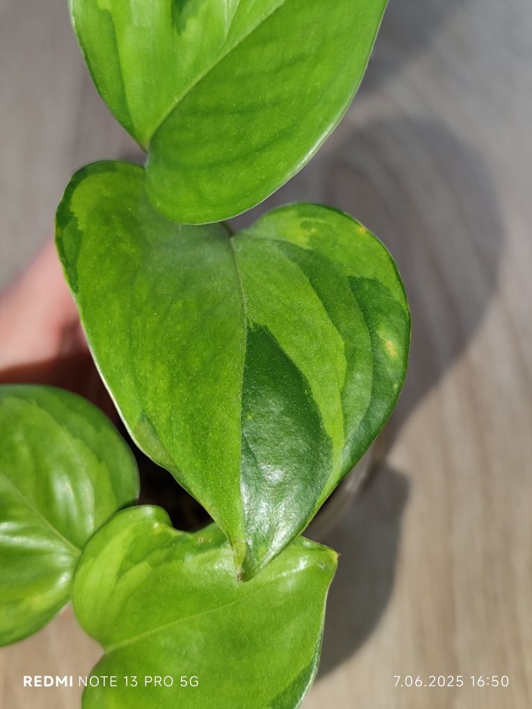 Epipremnum manjula golden