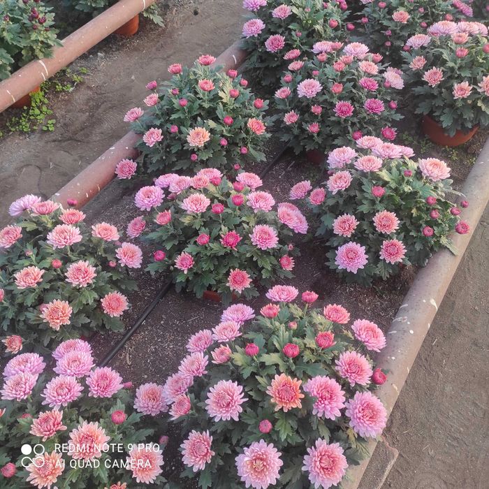 Chryzantemy drobnokwiatowe ,średniokwiatowe, wielkokwiatowe